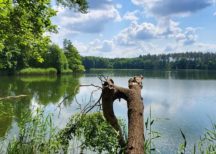 Finnhuette Zwischen Wald Und See