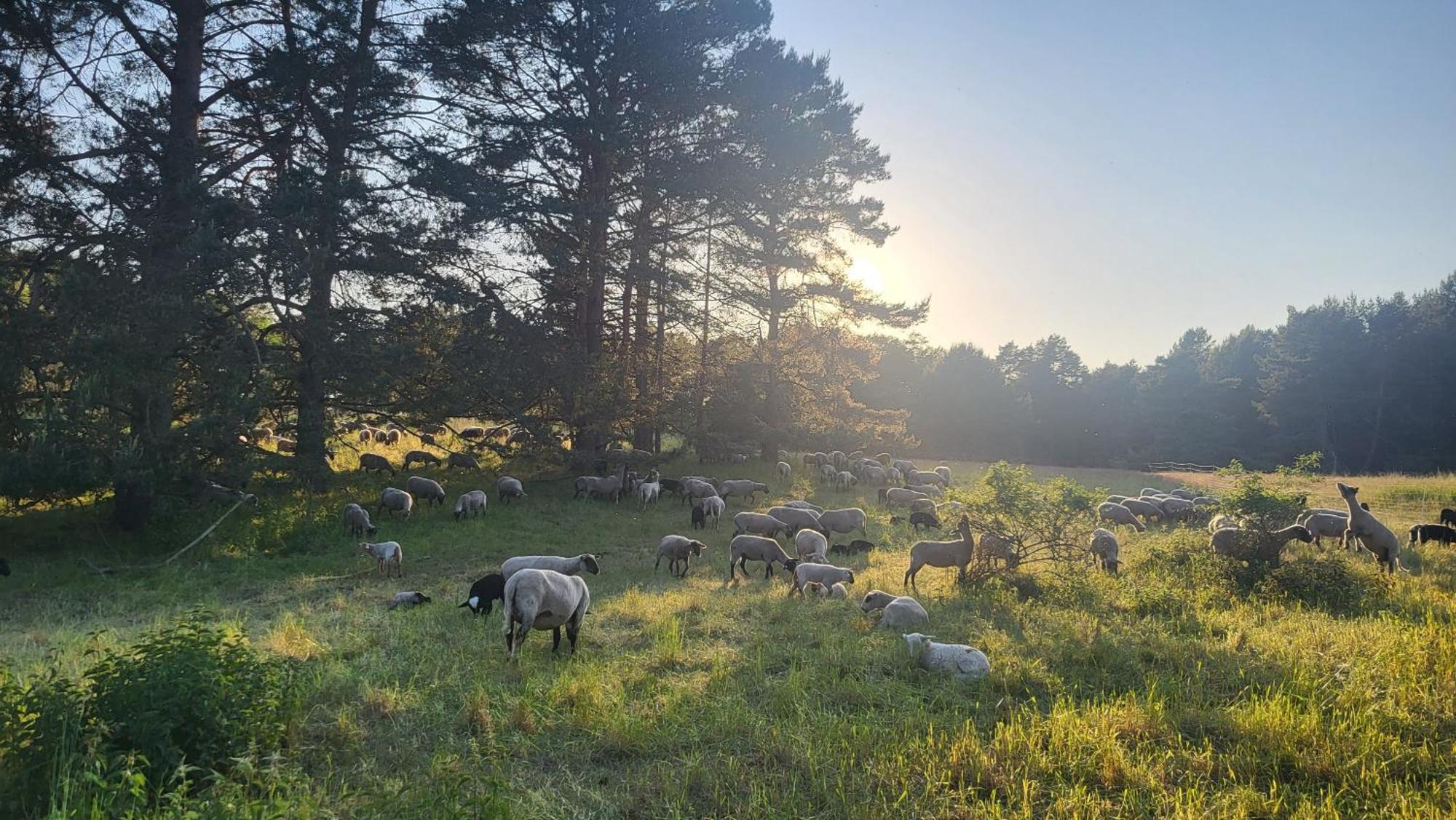 Finnhuette Zwischen Wald Und