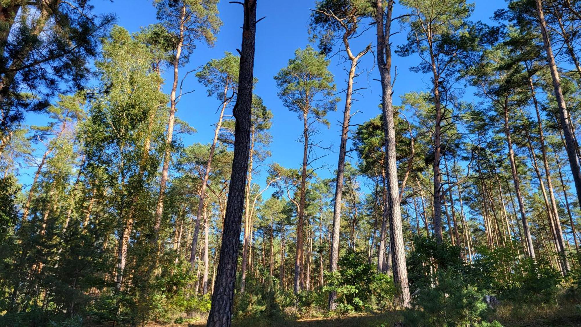 Holiday home Finnhuette Zwischen Wald Und Biesenthal